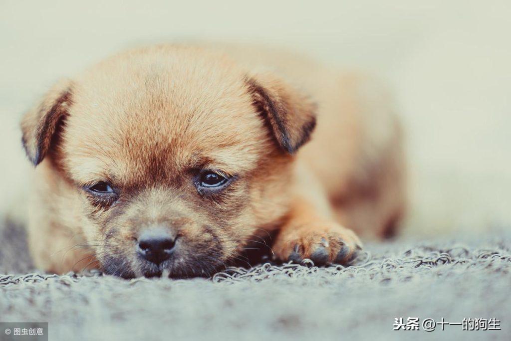 哪些情况会导致狗狗“皮下积液”？能不能自己消退？（狗狗皮下气肿最简单的方法治疗）(图6)