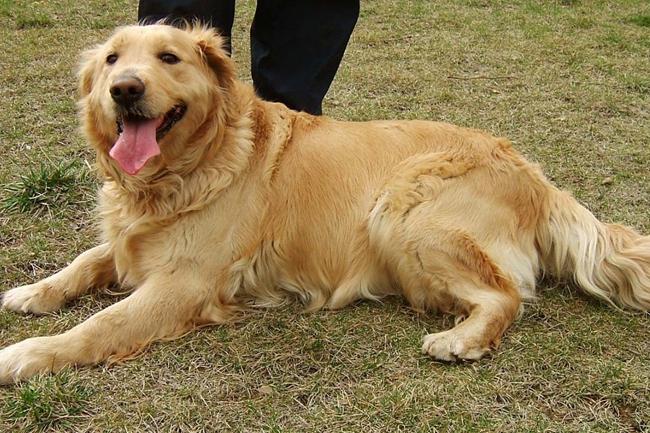 金毛毛卷怎么才可以变直？毛卷正常吗？（金毛卷毛怎么办）(图1)