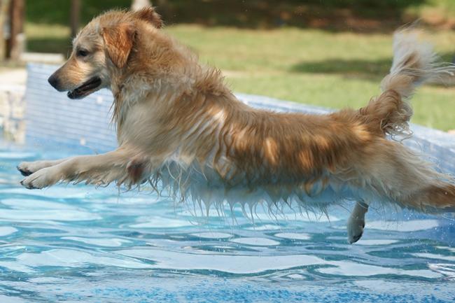 金毛毛卷怎么才可以变直？毛卷正常吗？（金毛卷毛怎么办）(图3)