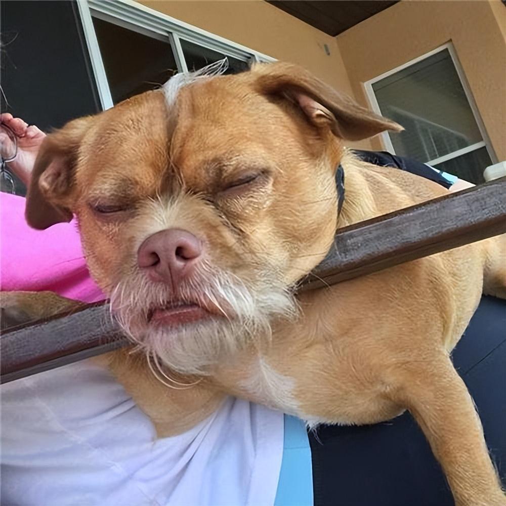 狗狗毛发为什么会掉色？固色只需要4个妙招！（狗狗毛褪色怎样恢复原色颜色）(图1)