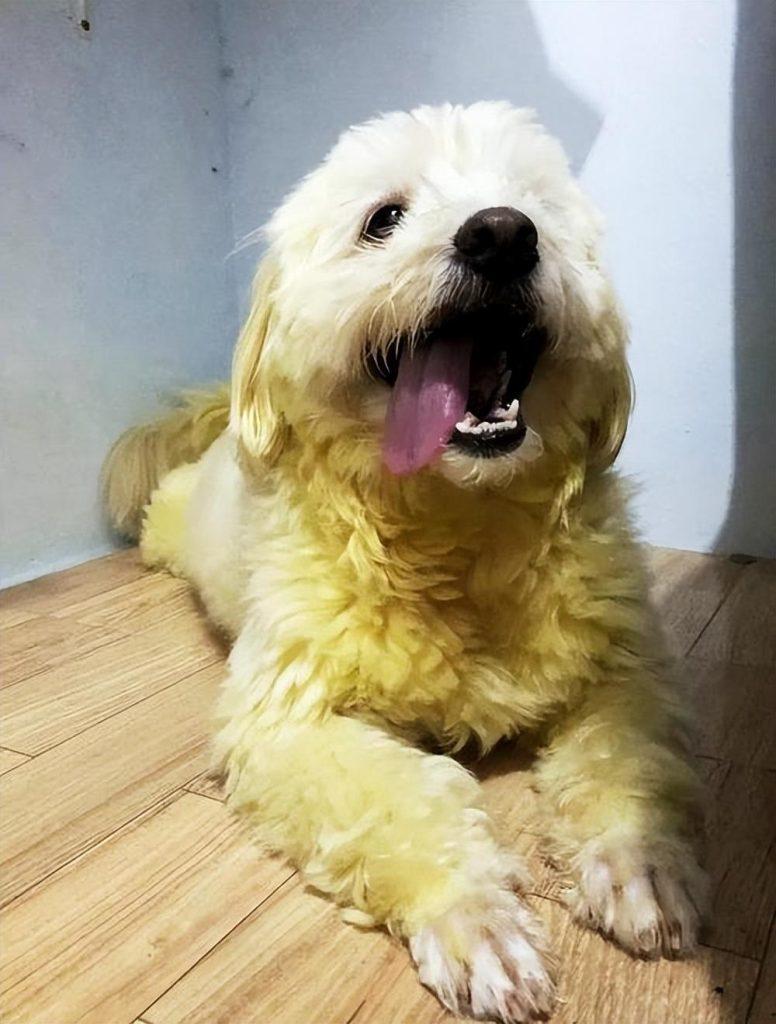 狗狗毛发为什么会掉色？固色只需要4个妙招！（狗狗毛褪色怎样恢复原色颜色）(图2)