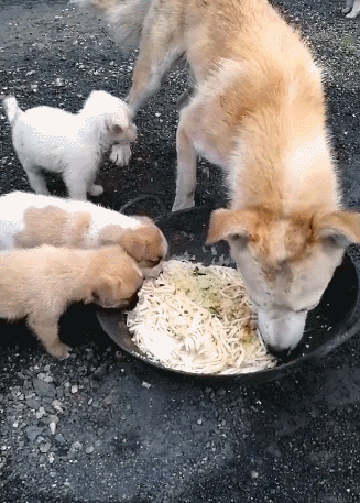 狗狗毛发为什么会掉色？固色只需要4个妙招！（狗狗毛褪色怎样恢复原色颜色）(图3)