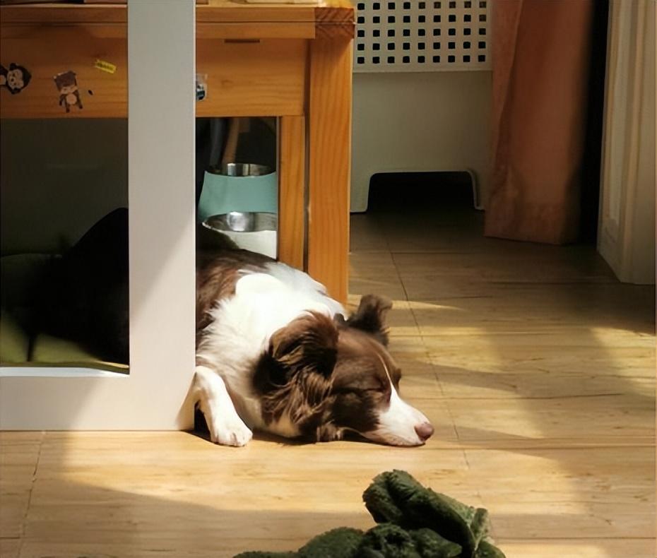 狗狗毛发为什么会掉色？固色只需要4个妙招！（狗狗毛褪色怎样恢复原色颜色）(图5)