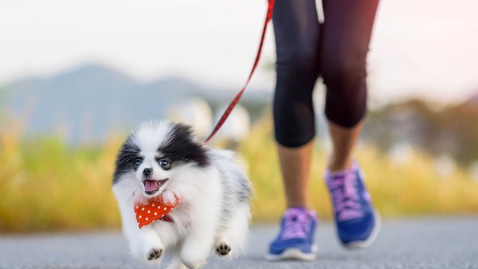 别以为狗狗牵引绳使用很简单,错误的操作,会让狗狗更危险(狗狗牵引绳制作教程)(图1)