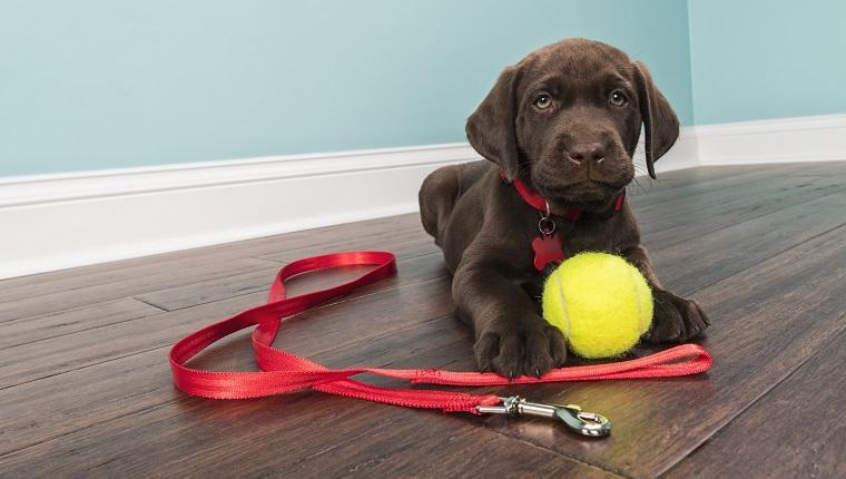 别以为狗狗牵引绳使用很简单，错误的操作，会让狗狗更危险（狗狗牵引绳制作教程）(图3)