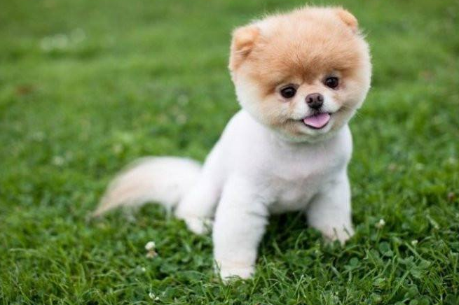 3步掌握宠物剪毛，自己在家剪毛经济实惠，还可以增加感情（宠物专用剪毛器）(图2)