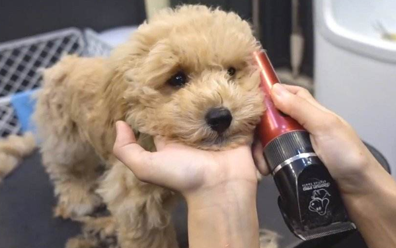 3步掌握宠物剪毛，自己在家剪毛经济实惠，还可以增加感情（宠物专用剪毛器）(图3)