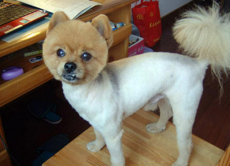 3步掌握宠物剪毛，自己在家剪毛经济实惠，还可以增加感情（宠物专用剪毛器）(图5)