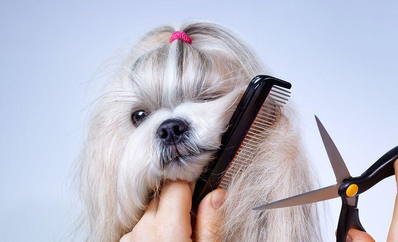 狗狗年纪大了,还可以给它做美美的造型吗?要注意些什么?(狗狗年纪大了能洗澡吗冬天)(图1)