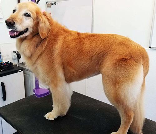 狗狗年纪大了，还可以给它做美美的造型吗？要注意些什么？（狗狗年纪大了能洗澡吗冬天）(图2)