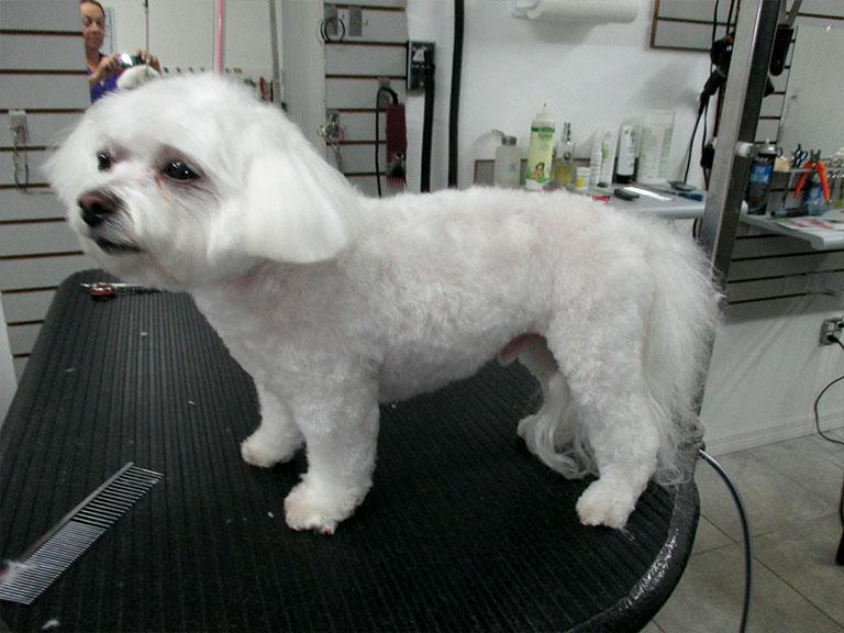 狗狗年纪大了,还可以给它做美美的造型吗?要注意些什么?(狗狗年纪大了能洗澡吗冬天)(图3)