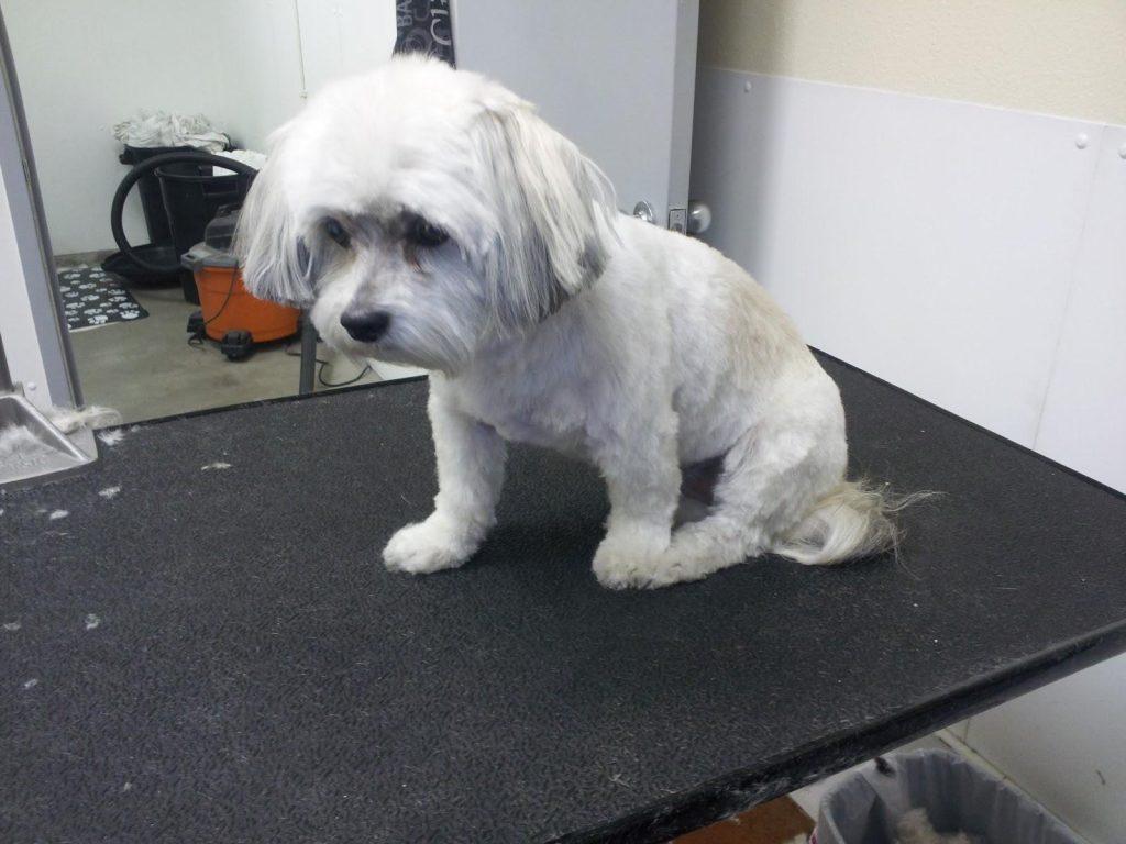 狗狗年纪大了,还可以给它做美美的造型吗?要注意些什么?(狗狗年纪大了能洗澡吗冬天)(图4)