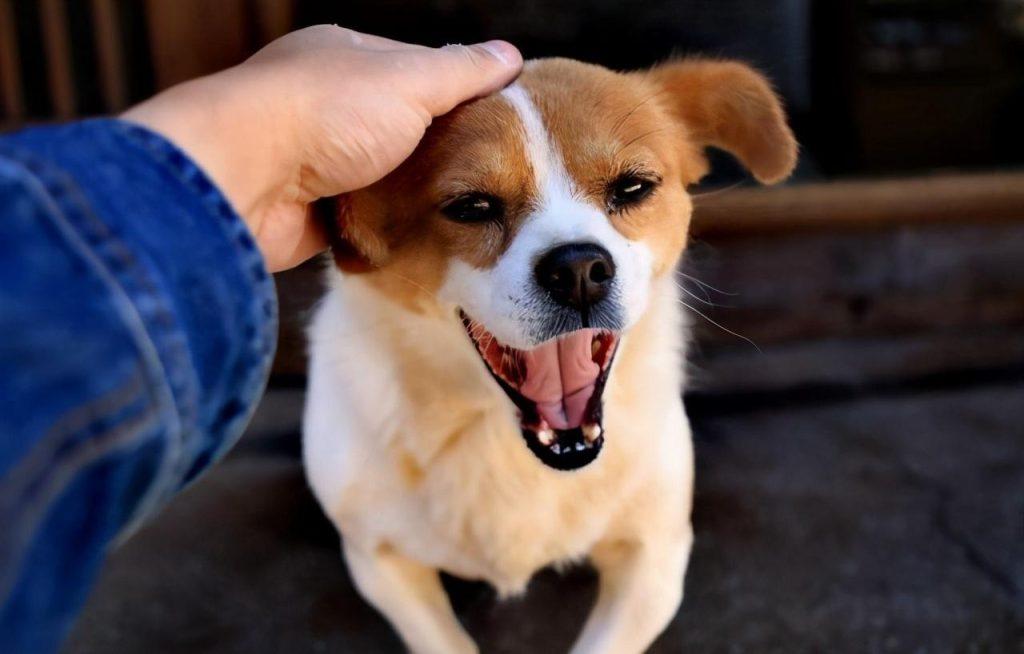 狗狗是怎么认出主人的?教你3个小方法,让狗狗快速认主(狗狗怎样才能认主人)(图1)