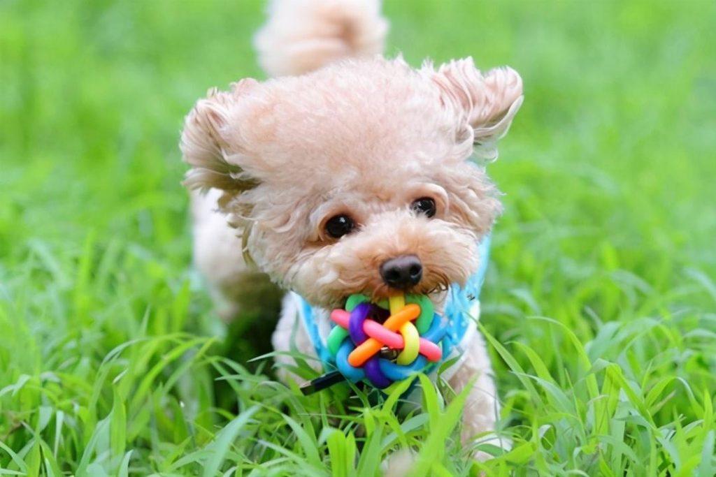 狗狗是怎么认出主人的？教你3个小方法，让狗狗快速认主（狗狗怎样才能认主人）(图5)