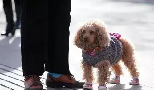 这样训练狗狗穿鞋，连哈士奇都能乖乖听话（怎么给狗狗穿鞋穿到底子）(图4)