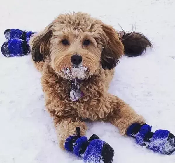这样训练狗狗穿鞋，连哈士奇都能乖乖听话（怎么给狗狗穿鞋穿到底子）(图3)