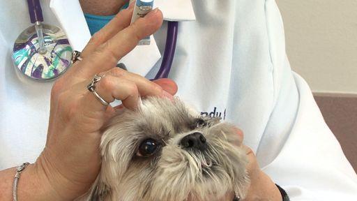 不能出门没法带狗狗剪毛,主人要注意狗狗眼睛,以免变红发炎(狗眼睛的毛能剪么)(图3)