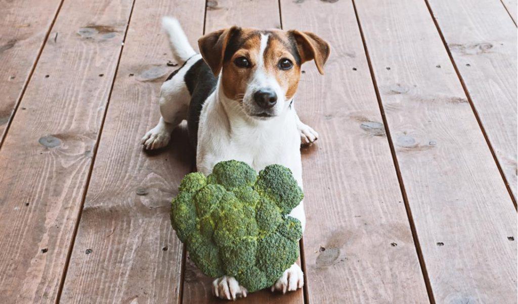 不能出门没法带狗狗剪毛，主人要注意狗狗眼睛，以免变红发炎（狗眼睛的毛能剪么）(图5)
