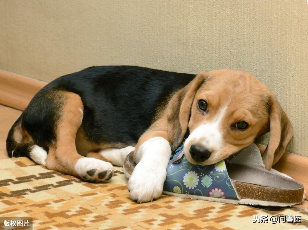 狗狗刚买回来，关笼子里后它总会乱叫，我们到底应该怎么办？（刚买的狗子关笼一直叫怎么办?）(图1)