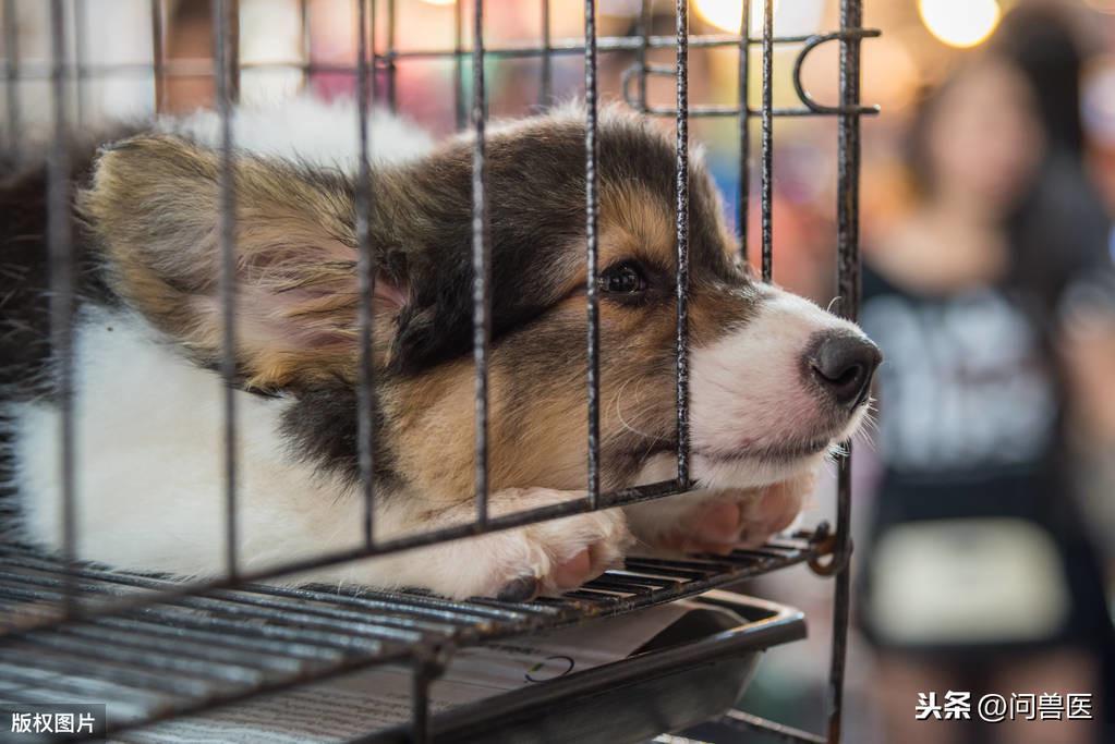 狗狗刚买回来，关笼子里后它总会乱叫，我们到底应该怎么办？（刚买的狗子关笼一直叫怎么办?）(图4)