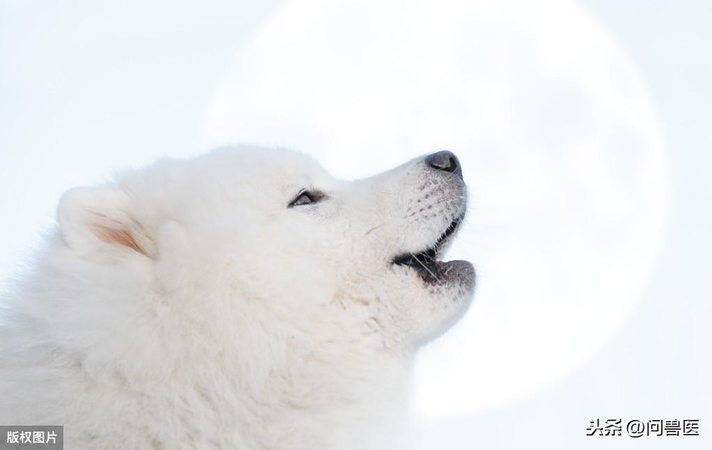 狗狗刚买回来，关笼子里后它总会乱叫，我们到底应该怎么办？（刚买的狗子关笼一直叫怎么办?）(图3)
