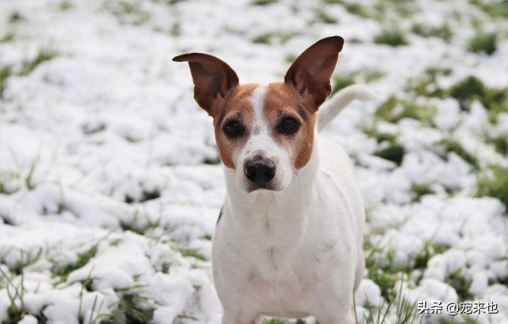 人用鱼油给狗狗吃用量（人用鱼油给狗狗吃用量多少合适）(图1)