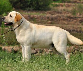 怎样知道狗狗几个月了？（怎样知道狗狗几个月了没有生完）(图1)