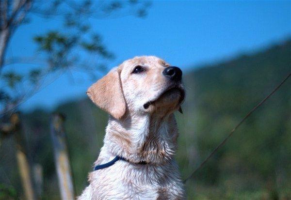 怎样知道狗狗几个月了？（怎样知道狗狗几个月了没有生完）(图2)