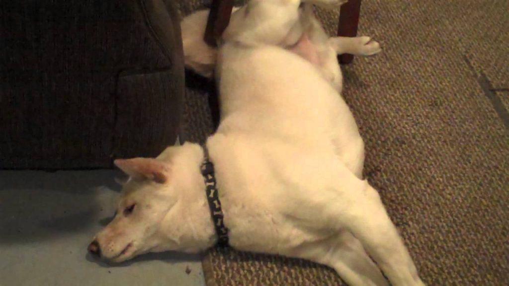 狗狗癫痫怎么判断?几个行为特征,主人最好尽快带它治疗(狗狗癫疯能活多久)(图2)