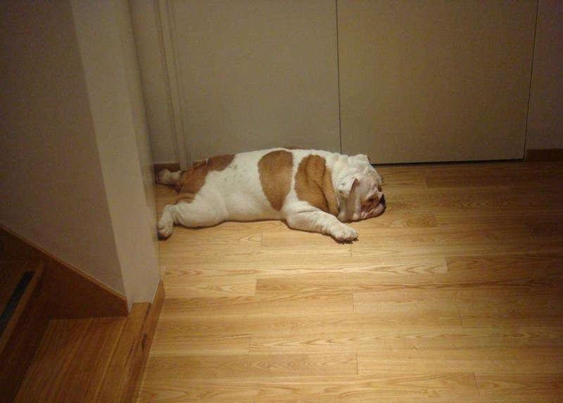 狗狗癫痫怎么判断？几个行为特征，主人最好尽快带它治疗（狗狗癫疯能活多久）(图3)