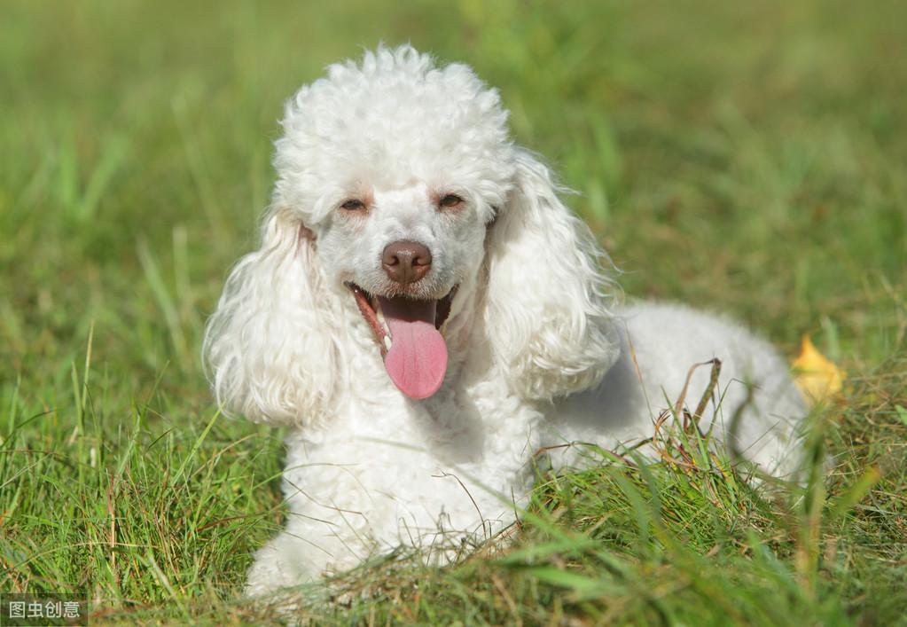 解锁贵宾犬内心的4大“性格”,你家是哪种?(贵宾犬的含义)(图1)