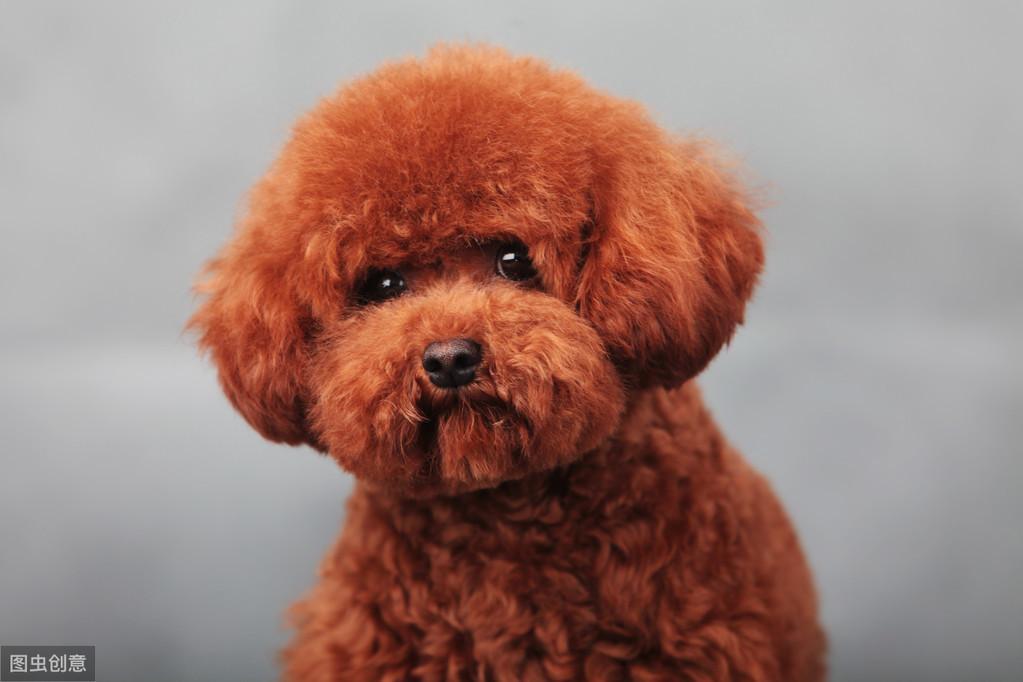 解锁贵宾犬内心的4大“性格”，你家是哪种？（贵宾犬的含义）(图3)