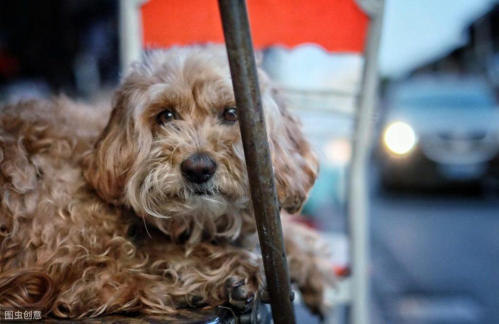 犬瘟、细小、冠状病毒同时感染的狗狗，如何扛过这三道鬼门关？（犬瘟细小冠状会传染人吗）(图4)