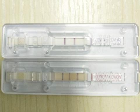 犬瘟、细小、冠状病毒同时感染的狗狗，如何扛过这三道鬼门关？（犬瘟细小冠状会传染人吗）(图2)