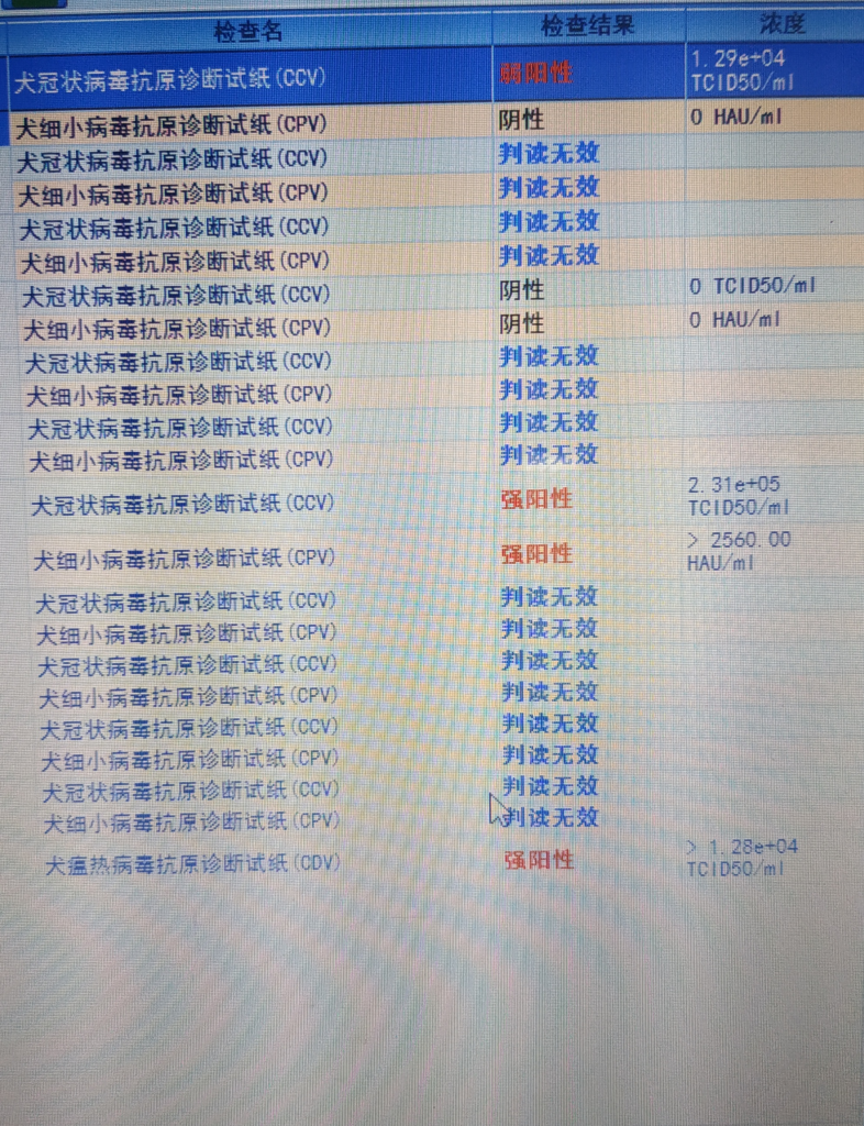 犬瘟、细小、冠状病毒同时感染的狗狗，如何扛过这三道鬼门关？（犬瘟细小冠状会传染人吗）(图3)