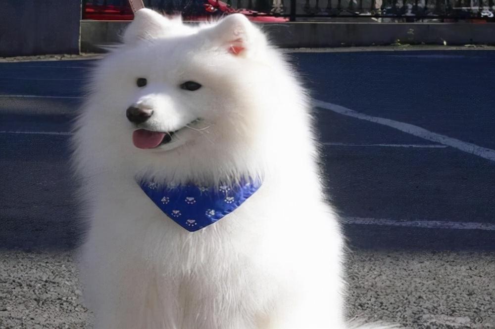 自家萨摩耶不听话怎么办？有什么训练小妙招吗？快来学习一下吧（萨摩耶怎么驯养比较好）(图1)