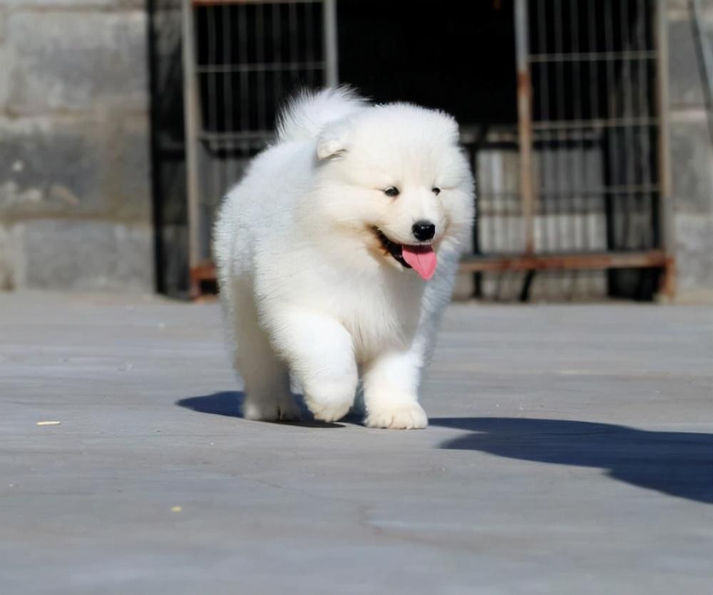 自家萨摩耶不听话怎么办？有什么训练小妙招吗？快来学习一下吧（萨摩耶怎么驯养比较好）(图2)