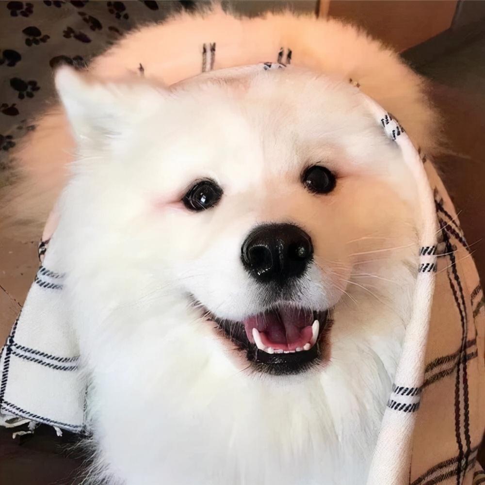 自家萨摩耶不听话怎么办？有什么训练小妙招吗？快来学习一下吧（萨摩耶怎么驯养比较好）(图4)