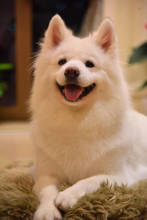 自家萨摩耶不听话怎么办？有什么训练小妙招吗？快来学习一下吧（萨摩耶怎么驯养比较好）(图5)