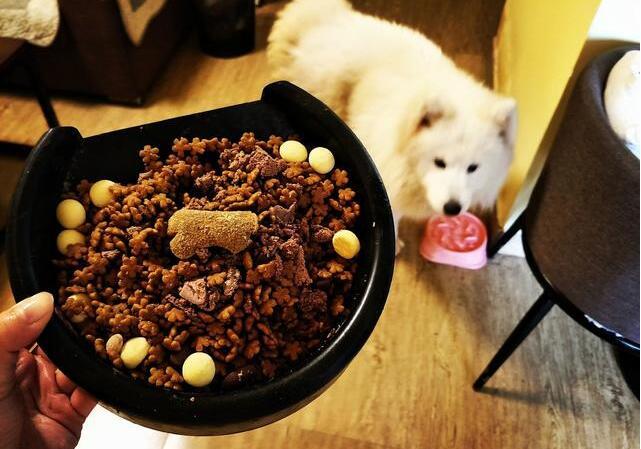 萨摩耶犬消除泪痕的5个办法，请收好！（萨摩耶去泪痕吃什么狗粮）(图3)