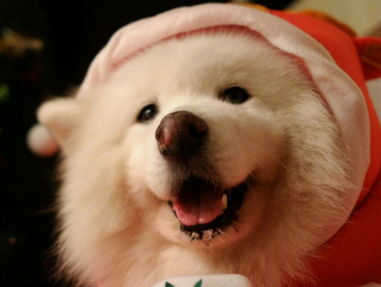 萨摩耶犬消除泪痕的5个办法，请收好！（萨摩耶去泪痕吃什么狗粮）(图2)