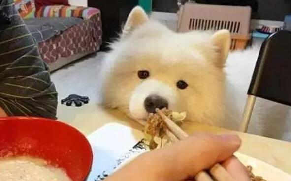 萨摩耶犬消除泪痕的5个办法，请收好！（萨摩耶去泪痕吃什么狗粮）(图4)