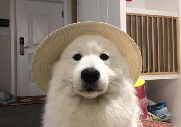 萨摩耶犬消除泪痕的5个办法，请收好！（萨摩耶去泪痕吃什么狗粮）(图5)