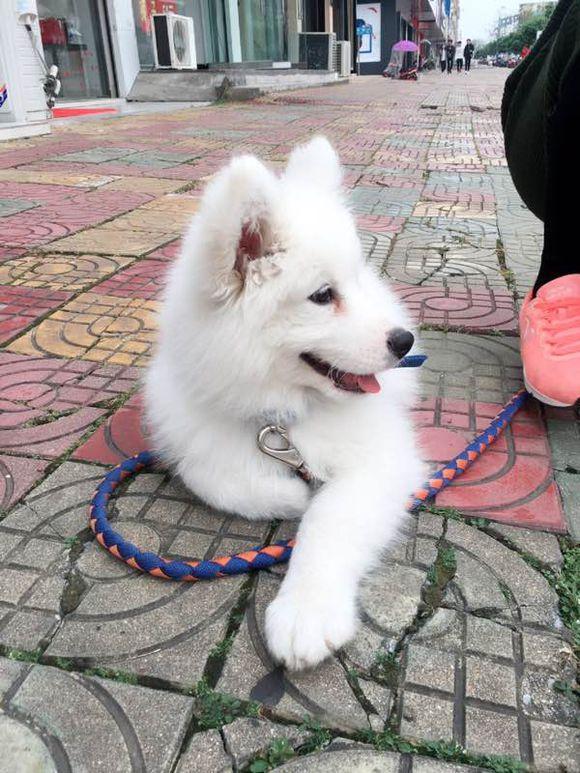 买萨摩耶花了一千块，昨天它咬了我花了一千七，感觉亏大了（萨摩耶狗大概多少钱一只）(图1)