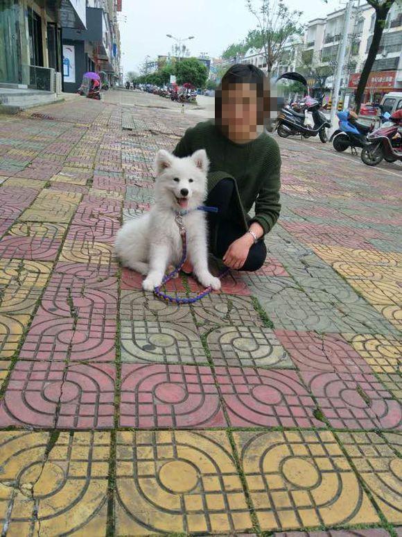 买萨摩耶花了一千块，昨天它咬了我花了一千七，感觉亏大了（萨摩耶狗大概多少钱一只）(图2)