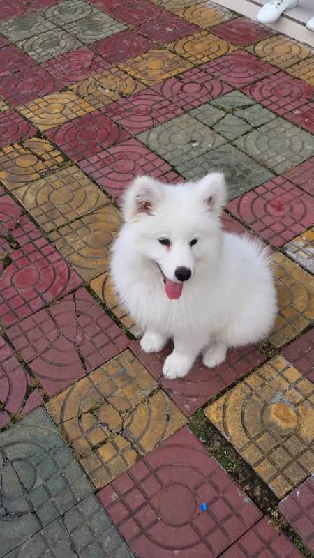 买萨摩耶花了一千块，昨天它咬了我花了一千七，感觉亏大了（萨摩耶狗大概多少钱一只）(图3)