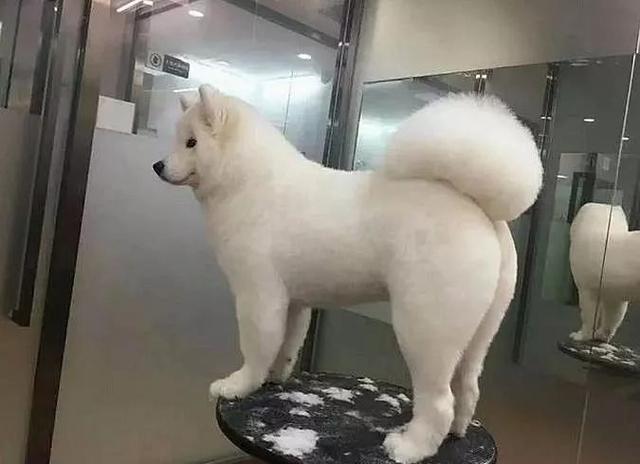 铲屎官带萨摩耶去修毛，造型亮眼，网友：泰迪还有3秒到达战场！（给萨摩耶修毛的视频教程）(图1)