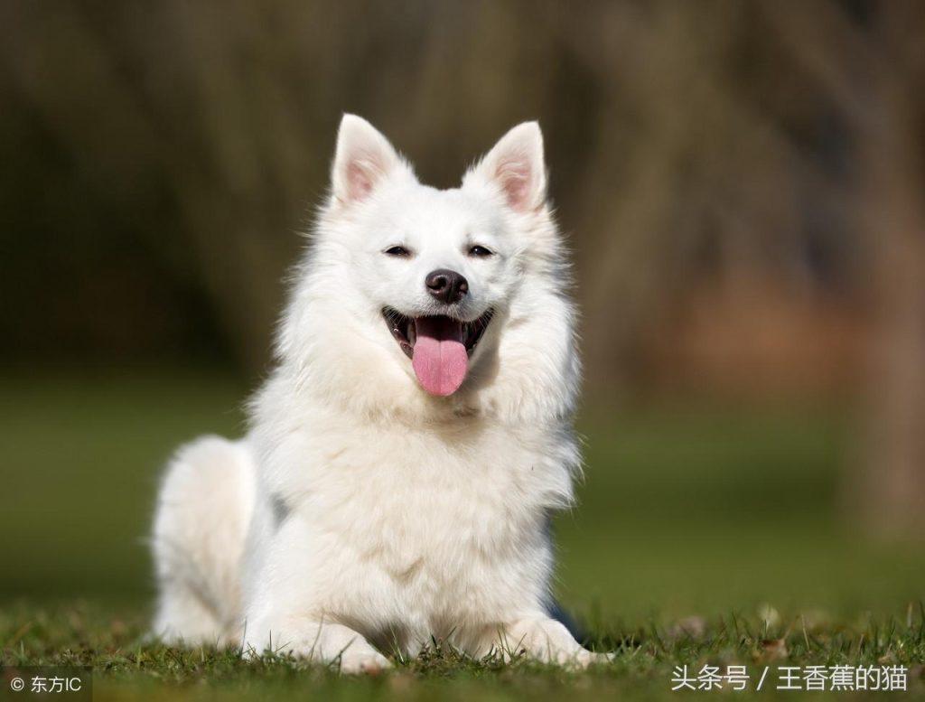 如何训练萨摩耶不乱叫？（如何训练萨摩耶不乱叫）(图2)