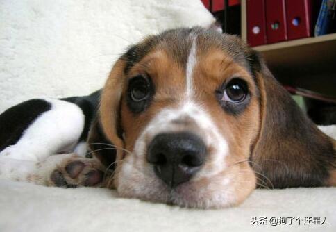 小狗吃多了怎么办？五大绝招帮你搞定！（小狗吃多了是什么症状）(图2)