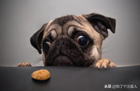 小狗吃多了怎么办？五大绝招帮你搞定！（小狗吃多了是什么症状）(图4)